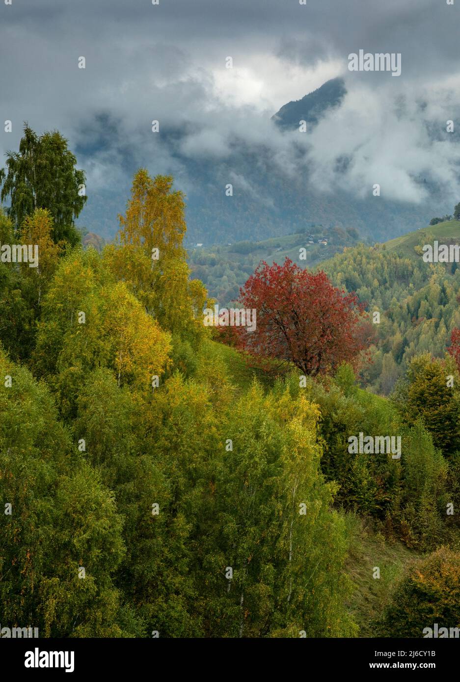 Couleurs d'automne dans les bois et les pâturages dans le parc national de Piatra Craiului, près de Magura; Carpates, Roumanie. Banque D'Images