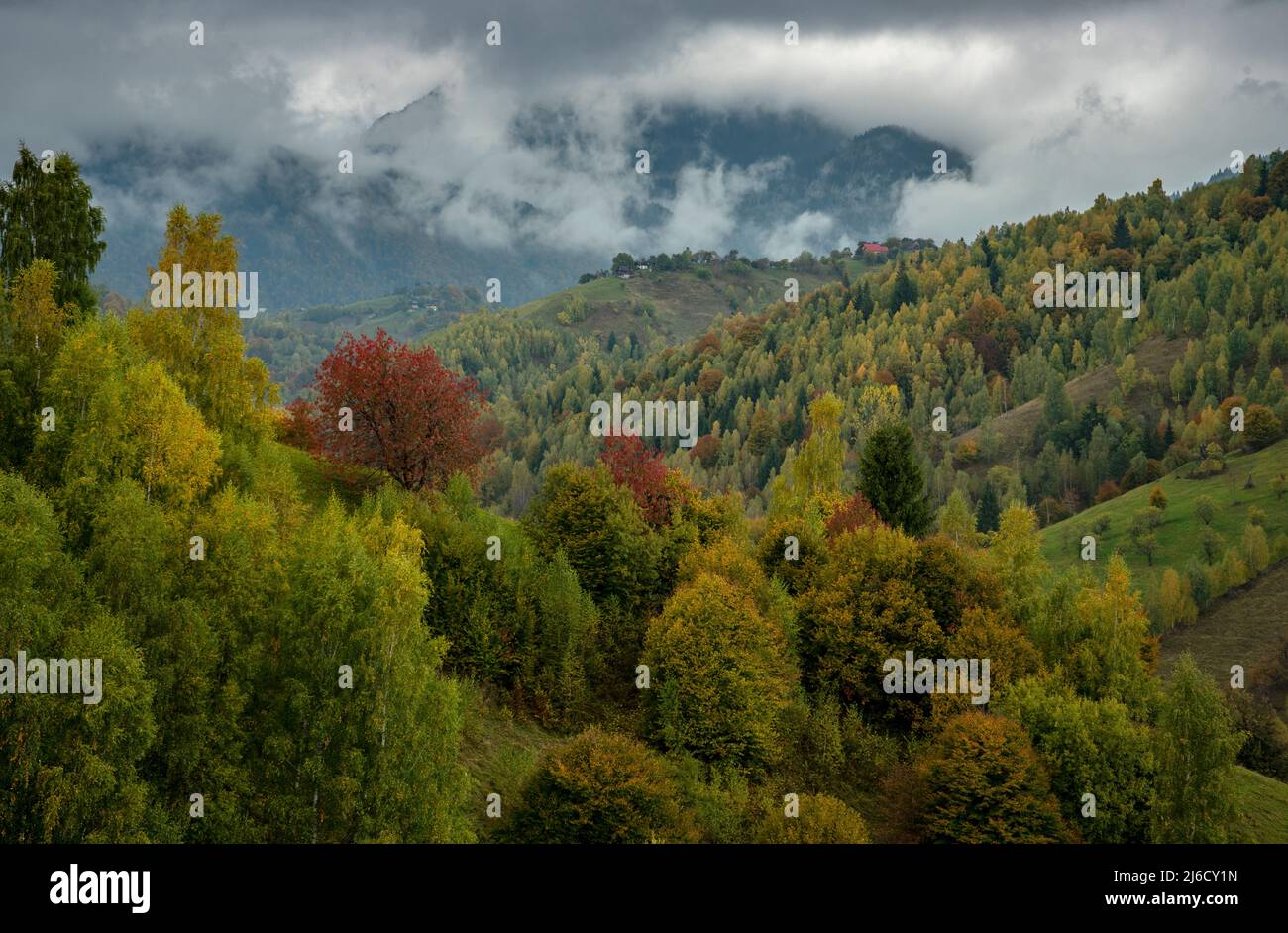 Couleurs d'automne dans les bois et les pâturages dans le parc national de Piatra Craiului, près de Magura; Carpates, Roumanie. Banque D'Images