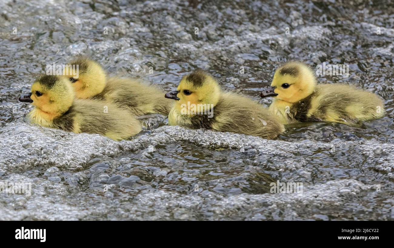 Londres, Royaume-Uni, 30th avril 2022. La famille des oies essaie de s'échapper. Un cygne muet suit et attaque violemment une famille de bernaches du Canada avec quatre oisons dans un combat territorial sur le canal Grand Union de Londres. Le cygne, dont la femelle niche dans une autre partie du canal, est connu des habitants comme attaquant agressivement de nombreux autres oiseaux nicheurs dans l'eau et tuant plusieurs poussins et oisons dans la défense de son territoire. Banque D'Images