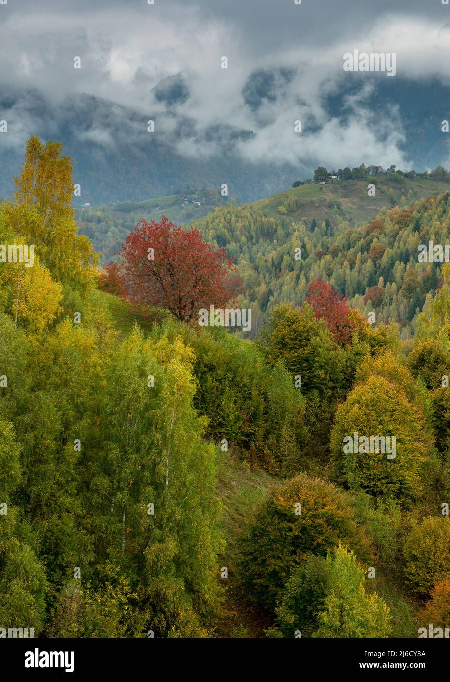 Couleurs d'automne dans les bois et les pâturages dans le parc national de Piatra Craiului, près de Magura; Carpates, Roumanie. Banque D'Images