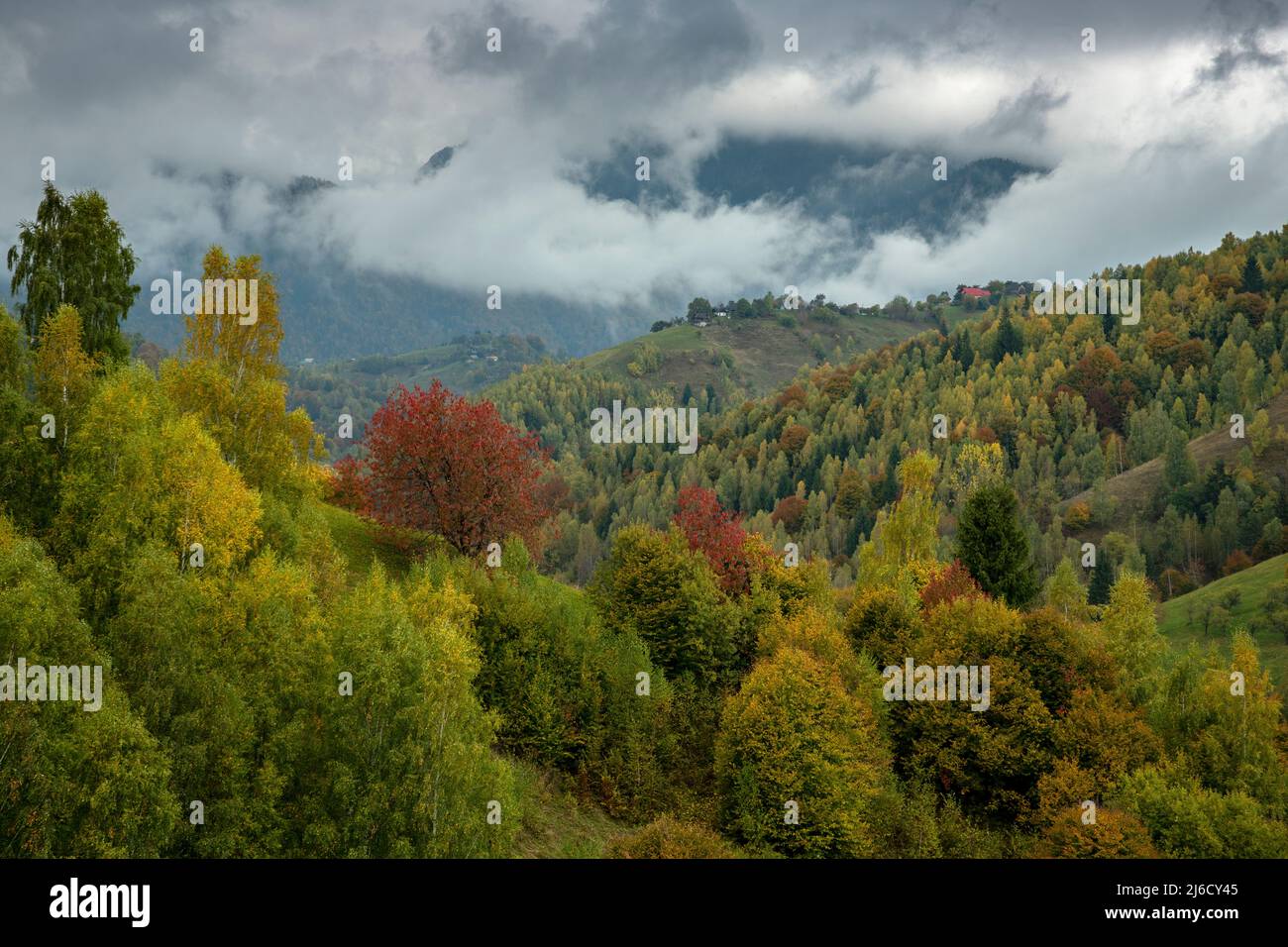 Couleurs d'automne dans les bois et les pâturages dans le parc national de Piatra Craiului, près de Magura; Carpates, Roumanie. Banque D'Images