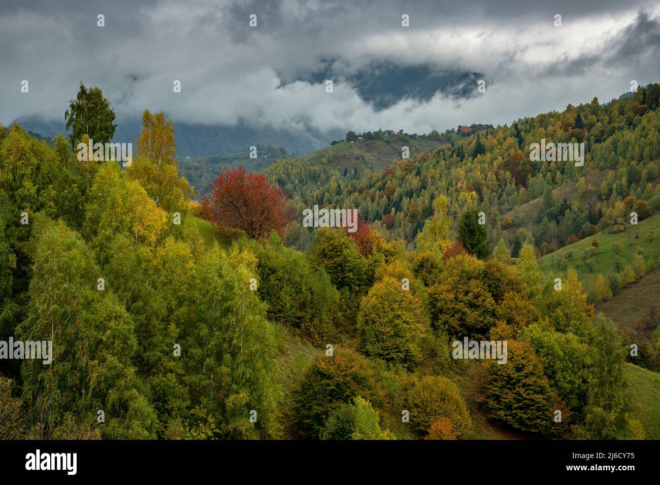 Couleurs d'automne dans les bois et les pâturages dans le parc national de Piatra Craiului, près de Magura; Carpates, Roumanie. Banque D'Images