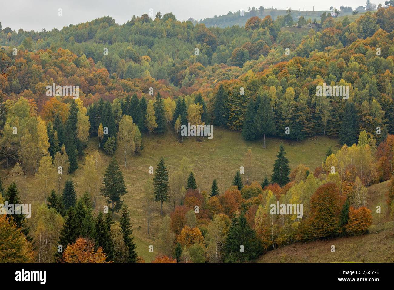 Couleurs d'automne dans les bois et les pâturages dans le parc national de Piatra Craiului, près de Magura; Carpates, Roumanie. Banque D'Images