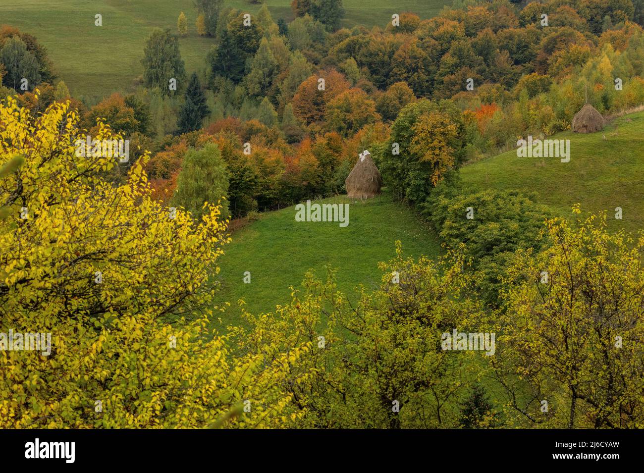 Couleurs d'automne dans les bois et les pâturages dans le parc national de Piatra Craiului, près de Magura; Carpates, Roumanie. Banque D'Images