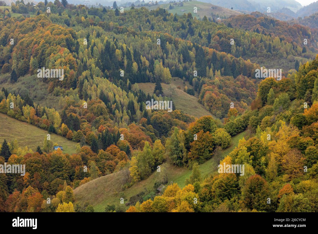 Couleurs d'automne dans les bois et les pâturages dans le parc national de Piatra Craiului, près de Magura; Carpates, Roumanie. Banque D'Images