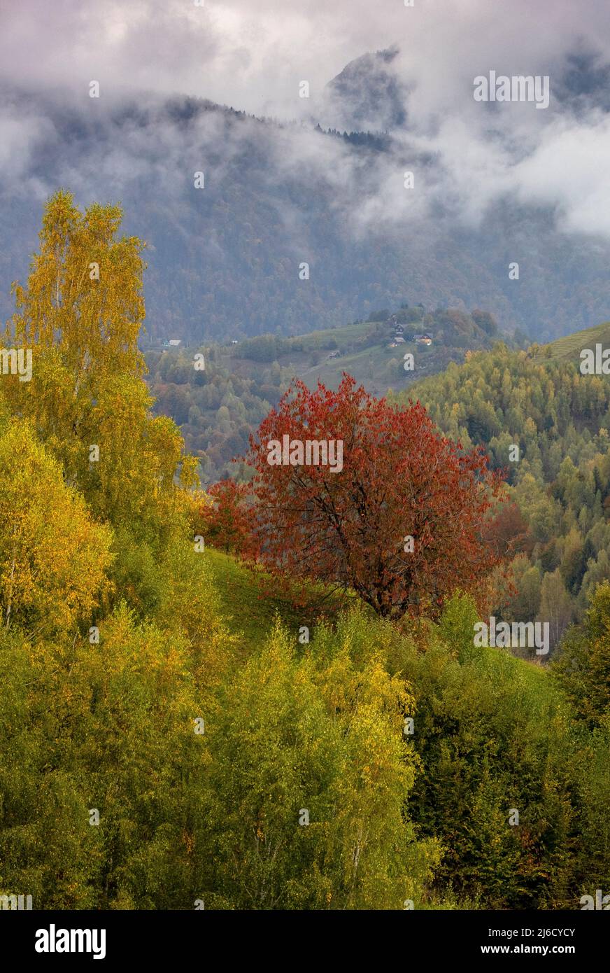 Couleurs d'automne dans les bois et les pâturages dans le parc national de Piatra Craiului, près de Magura; Carpates, Roumanie. Banque D'Images