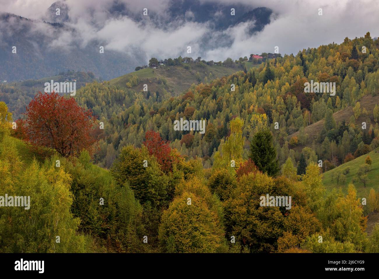 Couleurs d'automne dans les bois et les pâturages dans le parc national de Piatra Craiului, près de Magura; Carpates, Roumanie. Banque D'Images
