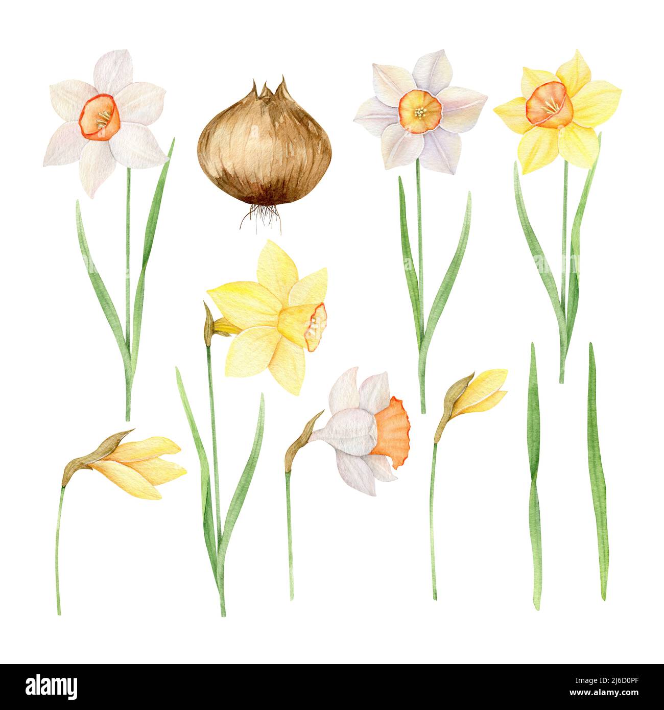 Ensemble aquarelle de jonquilles jaunes et blanches. Illustration peinte à la main avec fleurs de printemps isolées sur fond blanc Banque D'Images