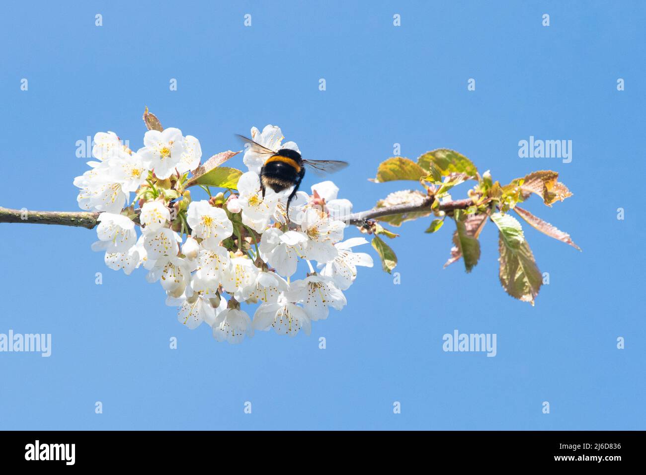 Bumblebee sur Spring Blossom - Royaume-Uni Banque D'Images