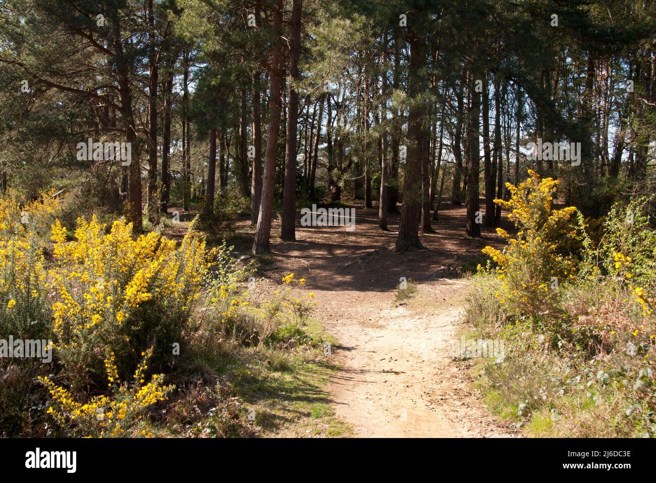 Sullington Warren (NT) et gorges, Storrington, West Sussex, Angleterre Banque D'Images