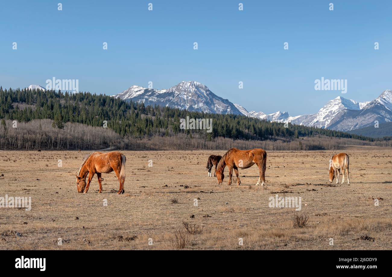 Les chevaux se broutent dans un pâturage dans les contreforts des Rocheuses, situés dans la réserve indienne Stoney, Alberta, Canada Banque D'Images