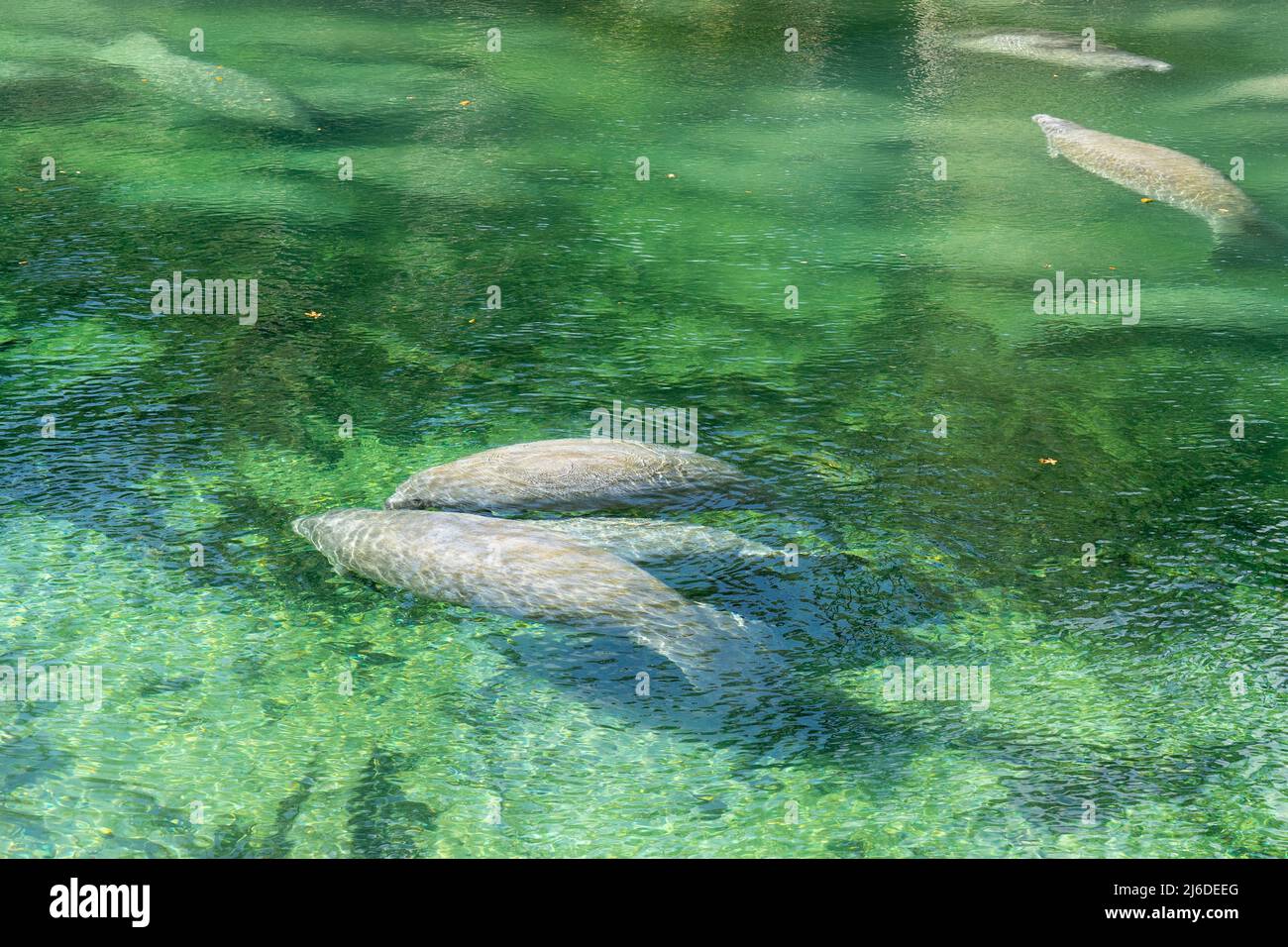 Un troupeau de lamantins de Floride (Trichechus manatus latirostris) nageant dans l'eau de source cristalline du parc national Blue Spring en Floride, aux États-Unis Banque D'Images