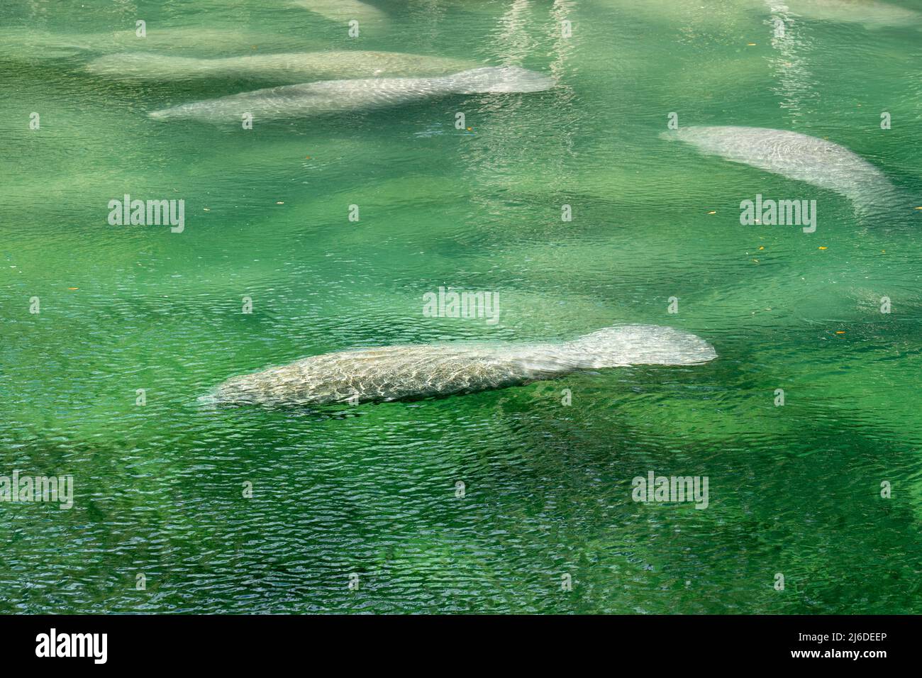 Un troupeau de lamantins de Floride (Trichechus manatus latirostris) nageant dans l'eau de source cristalline du parc national Blue Spring en Floride, aux États-Unis Banque D'Images