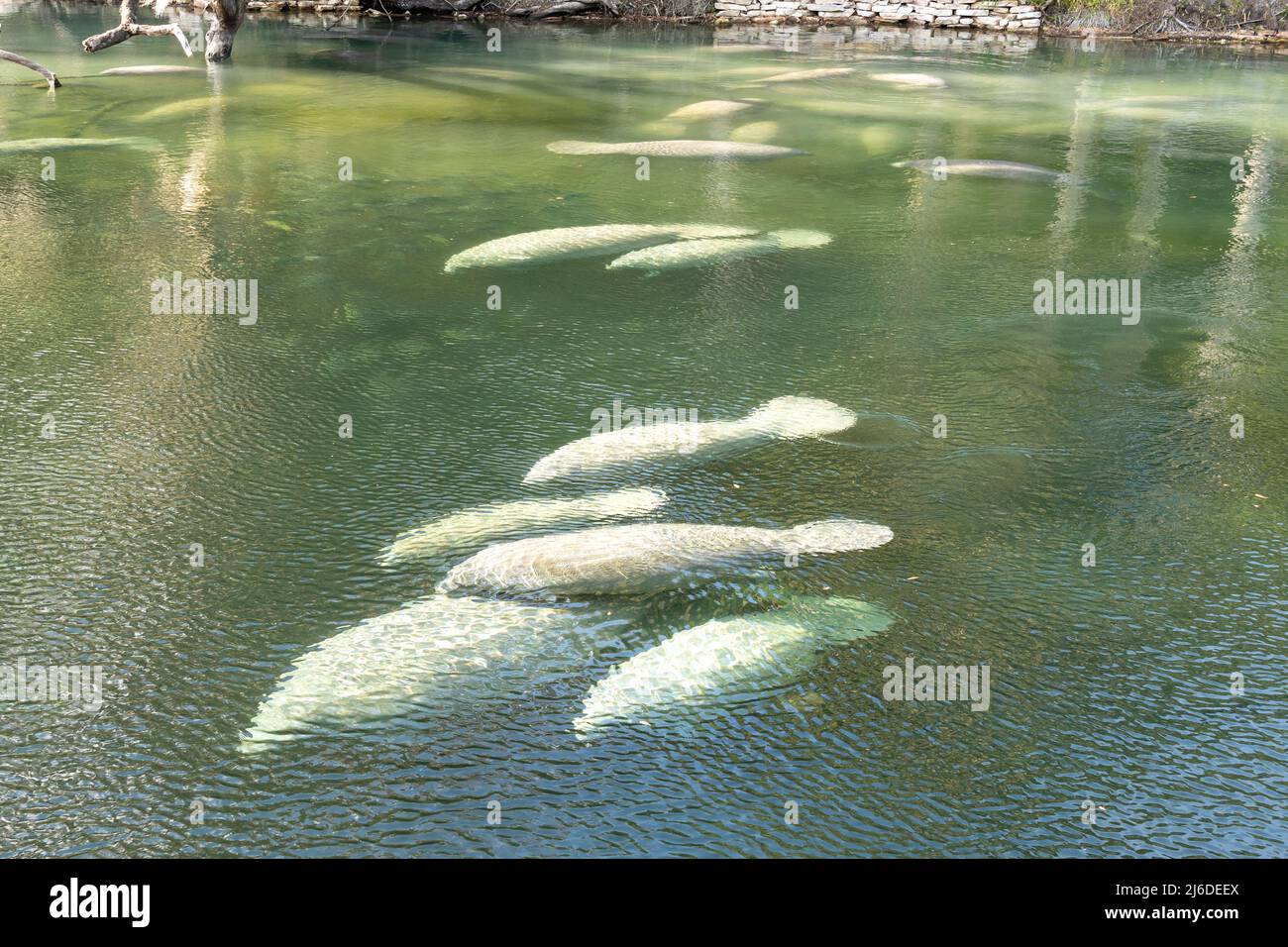 Un troupeau de lamantins de Floride (Trichechus manatus latirostris) nageant dans l'eau de source cristalline du parc national Blue Spring en Floride, aux États-Unis Banque D'Images