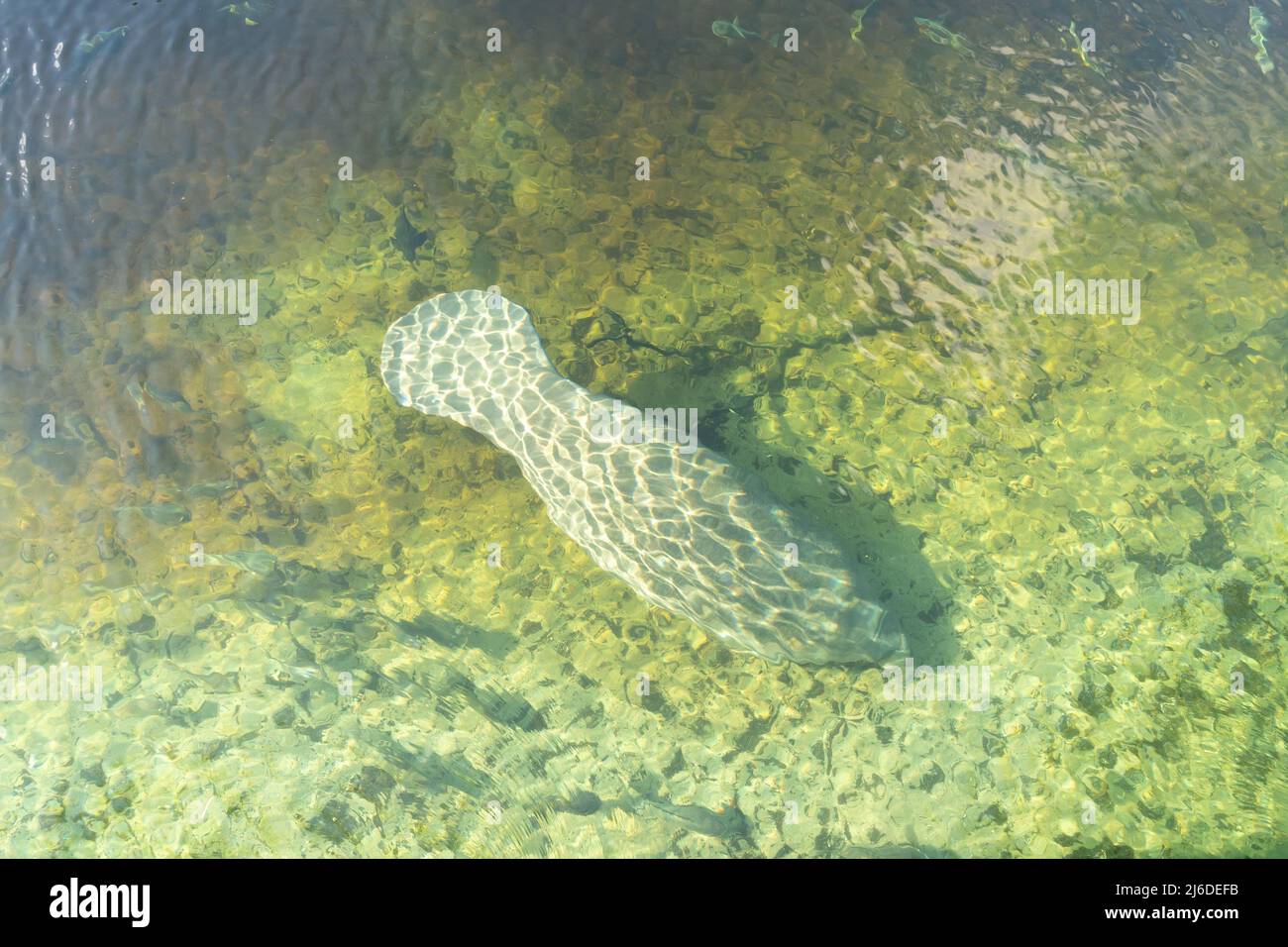 Un Manatee de Floride (Trichechus manatus latirostris) nageant dans les eaux cristallines du parc national Blue Spring en Floride, aux États-Unis Banque D'Images