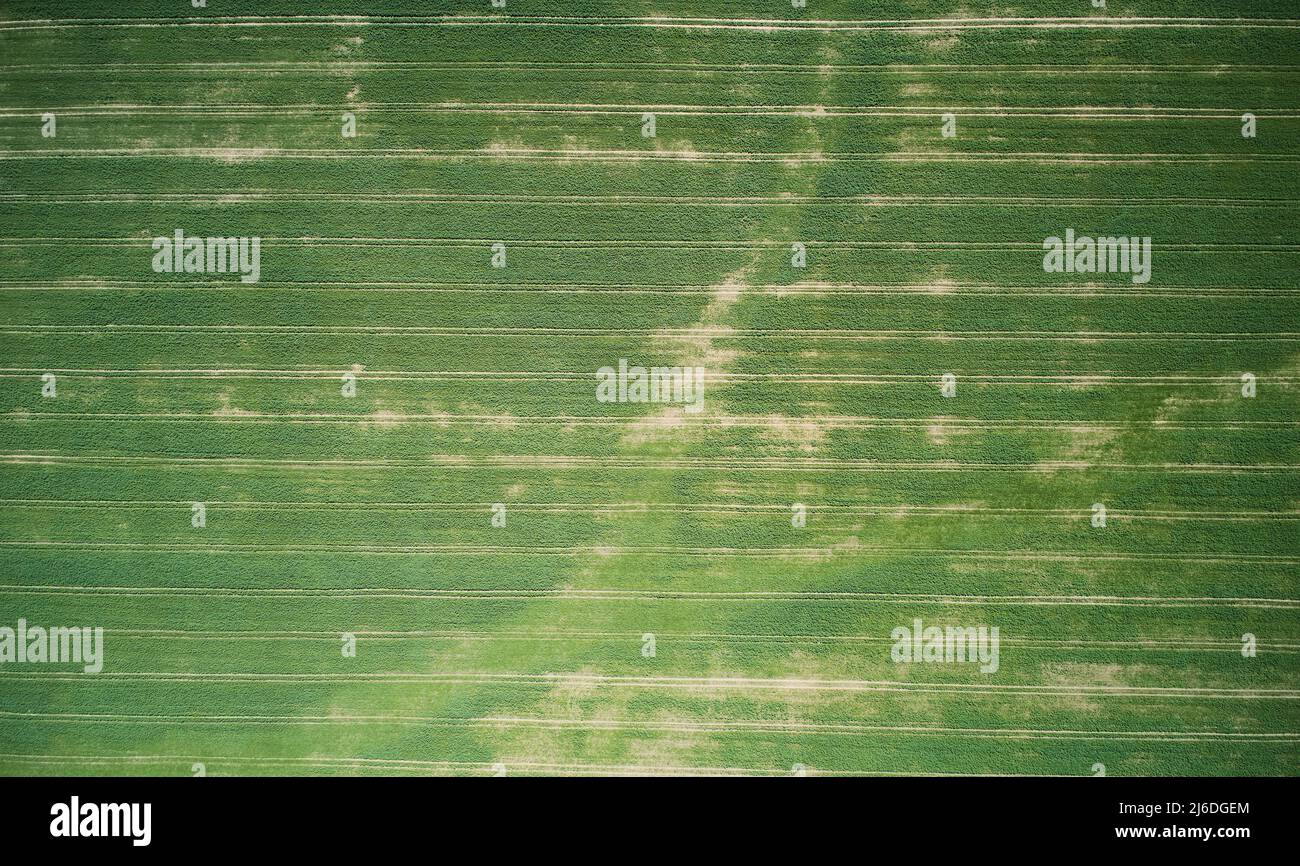 Champ vert vide avec points bruns et ligne de voiture au-dessus de la vue de dessus de drone Banque D'Images