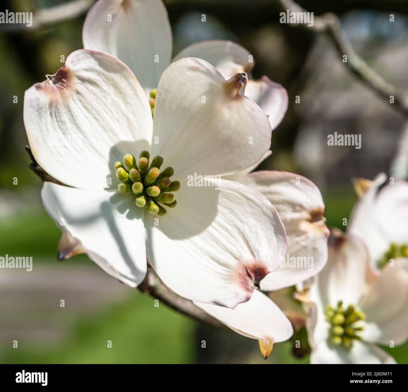 Le White dogwood fleurit à Frick Park, un parc de la ville de Pittsburgh, Pennsylvanie, États-Unis, lors d'une journée de printemps ensoleillée Banque D'Images