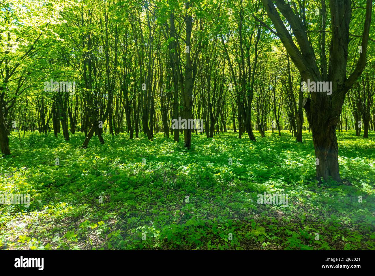 Forêt verte le matin. Arbres à feuilles caduques. Thème printemps et été. Banque D'Images