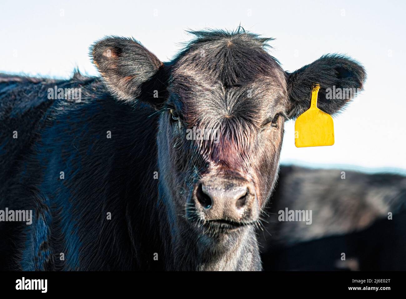 Gros plan du veau Angus commercial avec étiquette jaune. Banque D'Images