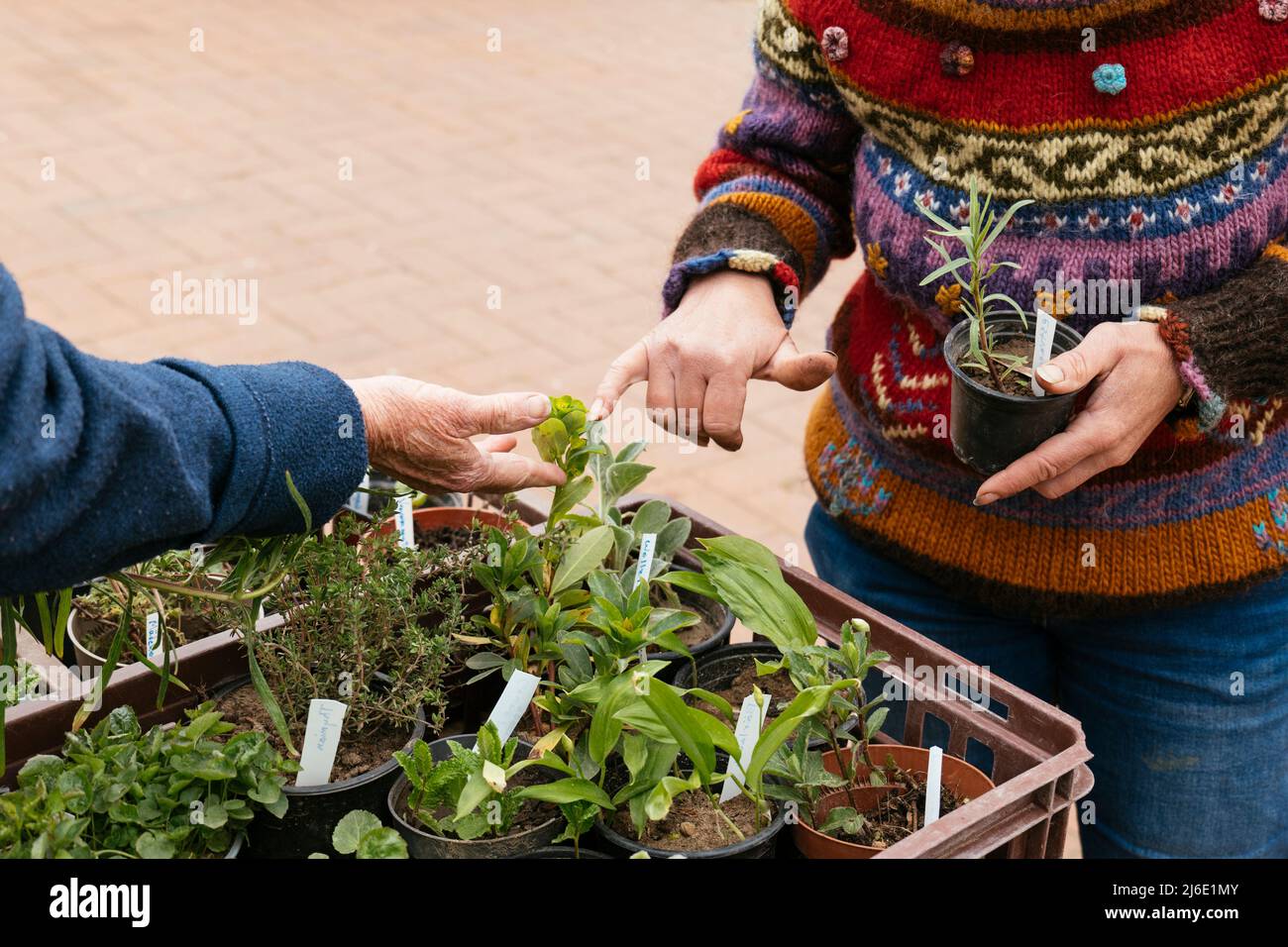Deux jardiniers échangeant des plantes et échangeant des connaissances sur la culture au cours d'un événement d'échange de plantes. Banque D'Images
