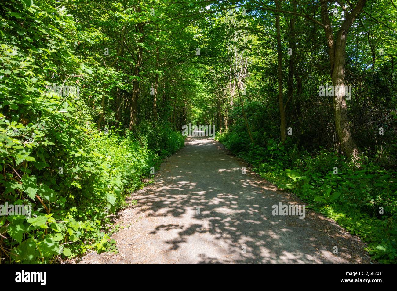 Long sentier public droit à travers les arbres au printemps, longeant le contournement d'Angmering en A280 à West Sussex, Angleterre, Royaume-Uni. Banque D'Images