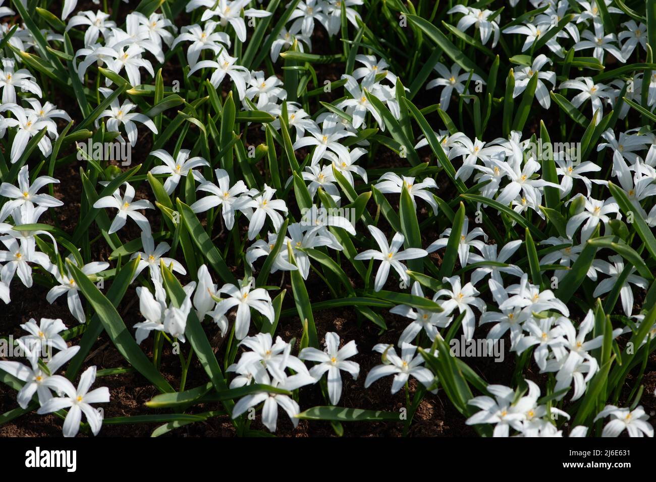 Gloire des fleurs de neige, Chionodoxa luciliae Alba, fleurit dans le jardin. Banque D'Images