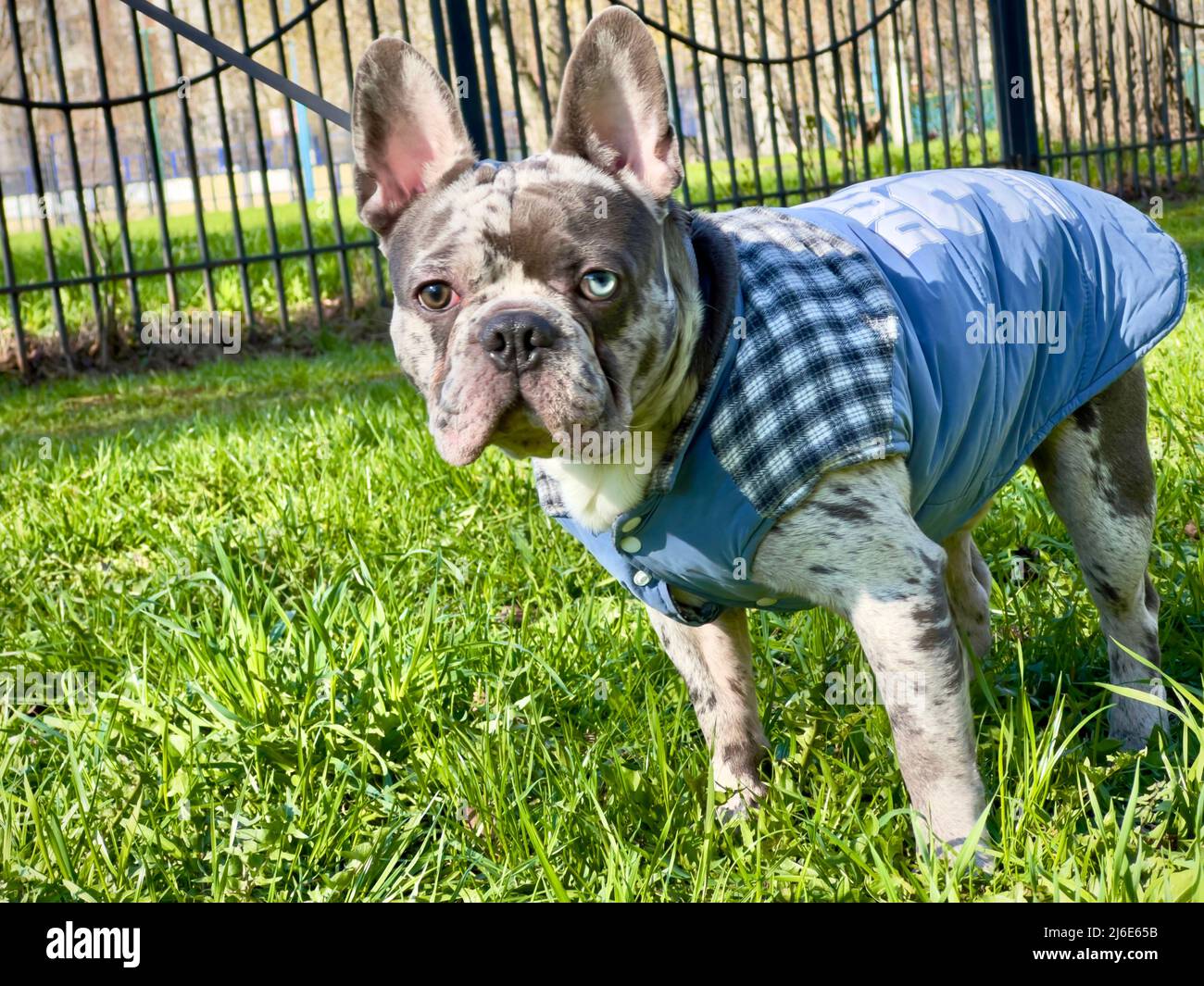 Chien French bulldog en manteau sur l'herbe près de la clôture, bringé bleu avec les yeux de couleur différente. Banque D'Images