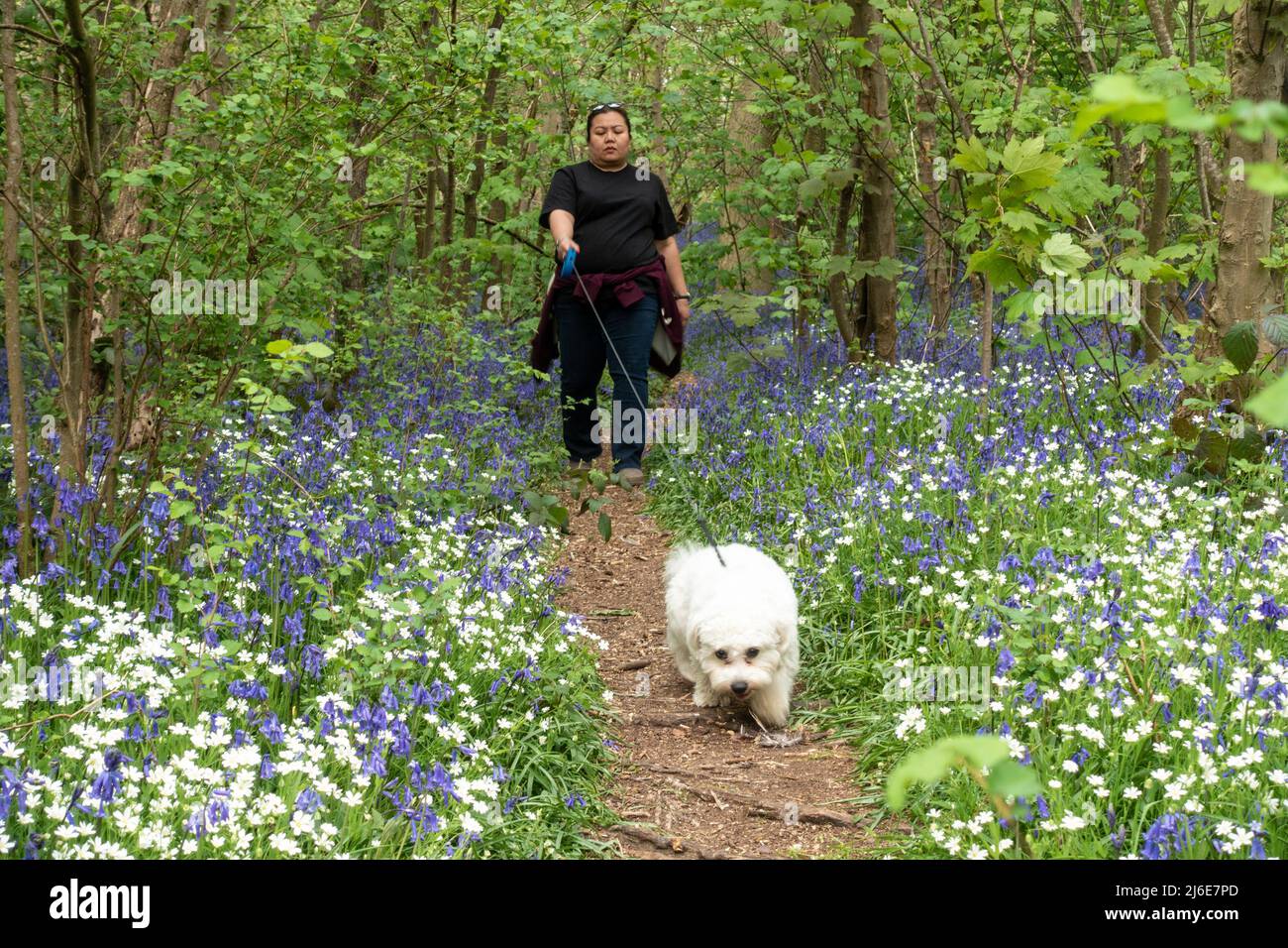 Une dame prend son chien pour une promenade dans les bois près de Worfield à Shropsire, Royaume-Uni Banque D'Images