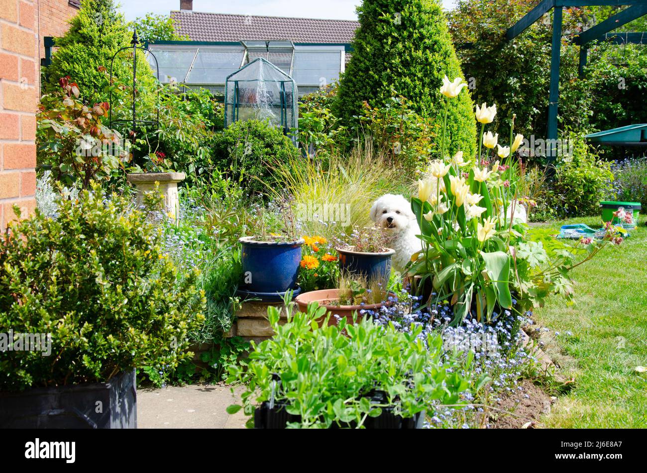 Les jardinières de céramique bleue forment un point central dans un jardin de chalet entouré de beaucoup de verdure et de plantation. Banque D'Images