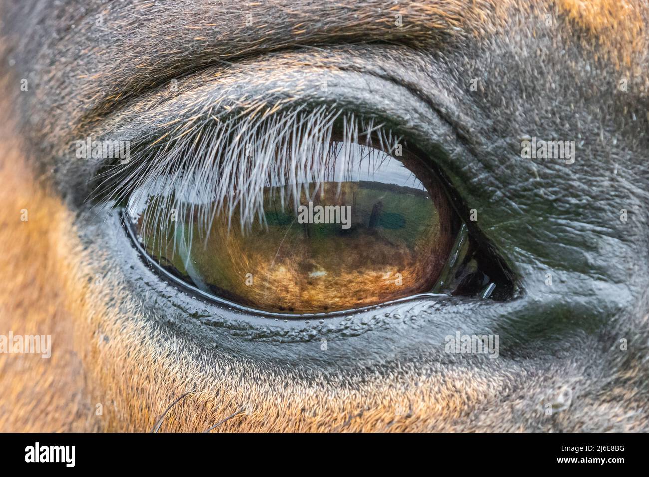 Gros plan photo de l'œil d'un cheval brun ou châtaignier Banque D'Images