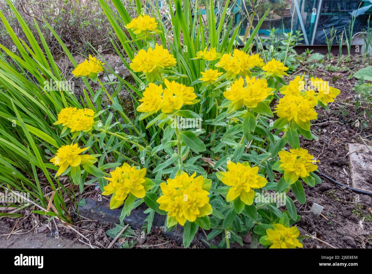 Euphorbia epithymoides orbumide pousse dans un jardin, fleurit avec des fleurs jaune vif. Banque D'Images