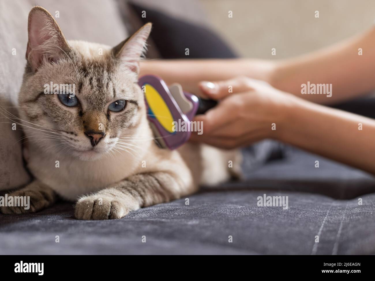 femmes mains peignant tabby chat avec la brosse à la maison Banque D'Images