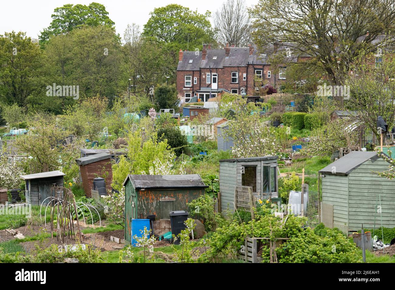 Allotissements au Royaume-Uni - Gledhow Valley allotissements avec des logements typiques en terrasse à Chapel Allerton, Leeds, Angleterre Banque D'Images