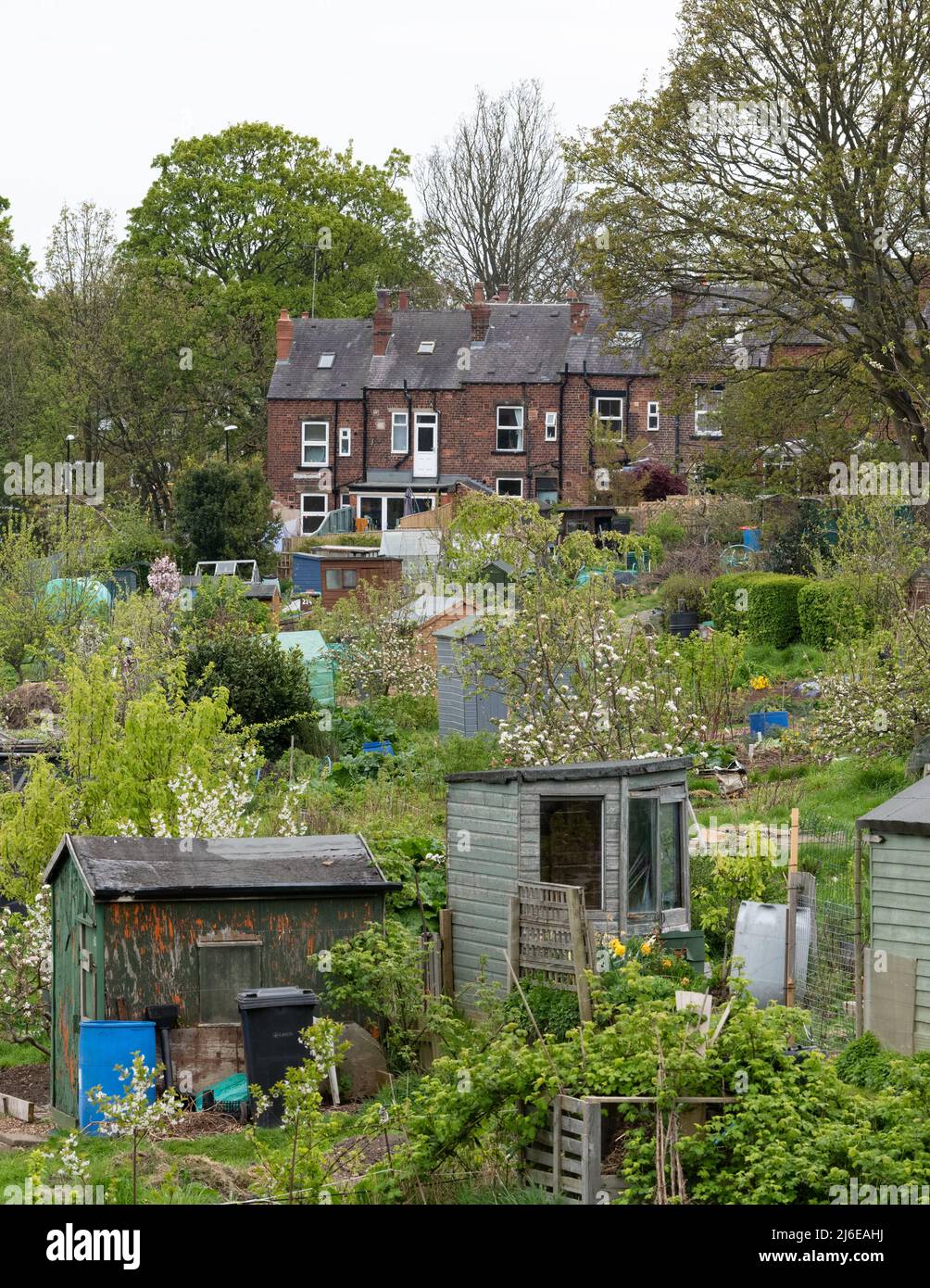 Allotissements au Royaume-Uni - Gledhow Valley allotissements avec des logements typiques en terrasse à Chapel Allerton, Leeds, Angleterre Banque D'Images