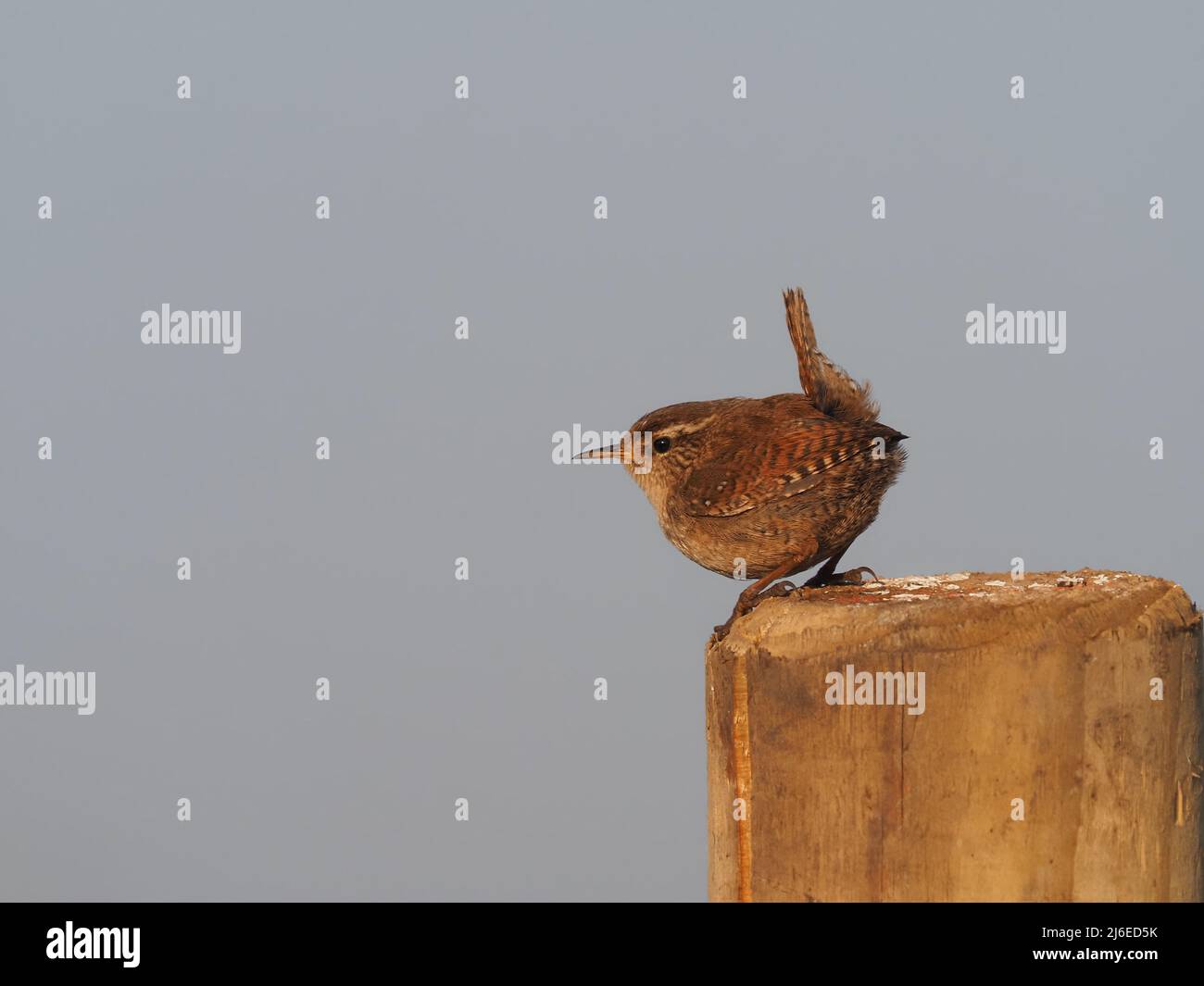 Pendant la saison de reproduction, les wrens chantent souvent à partir de postes et d'autres points de vue divers. Banque D'Images