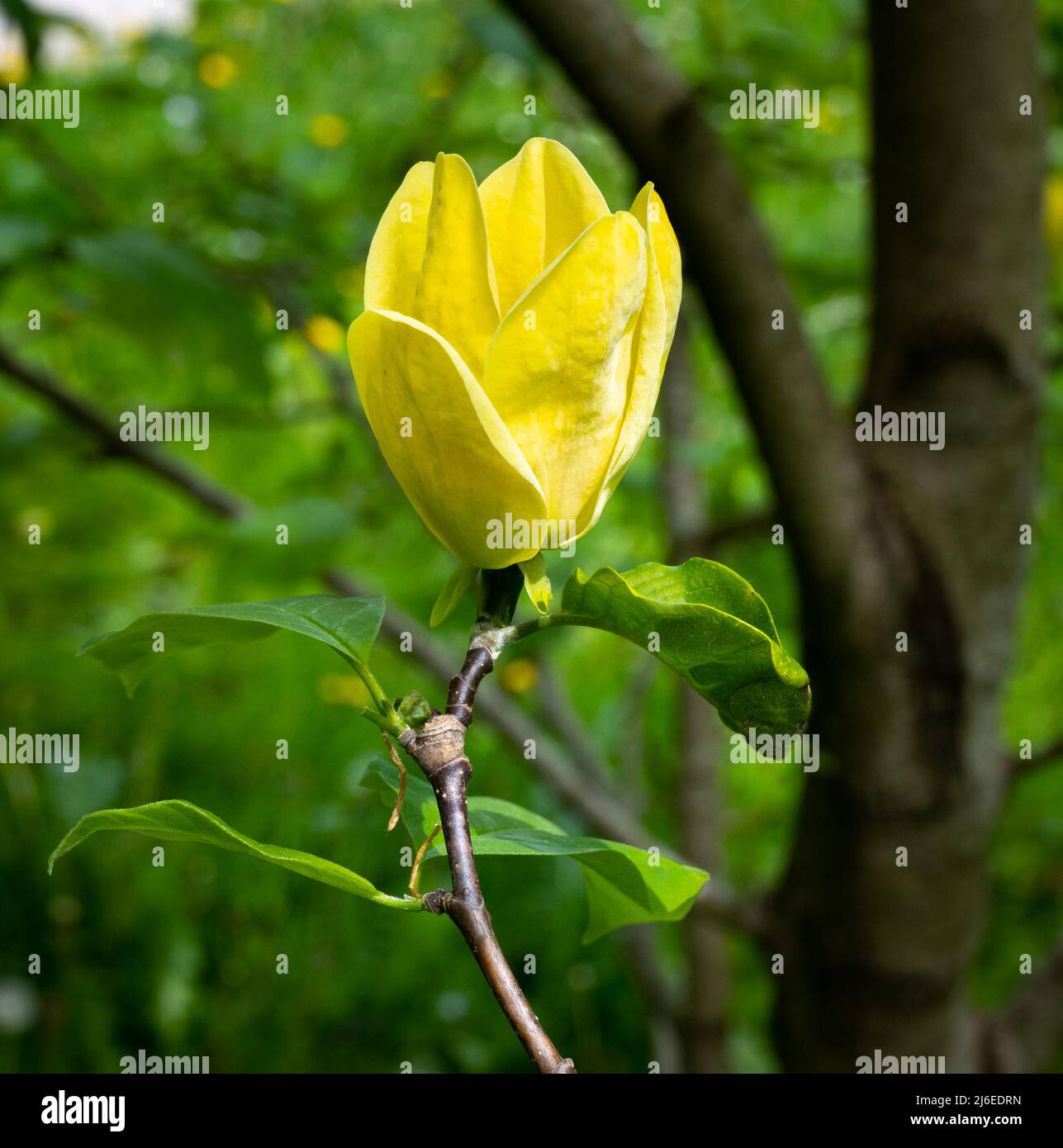 Oiseau jaune de Magnolia (Magnolia x brooklynensis). Baden Baden, Bade-Wurtemberg, Allemagne Banque D'Images