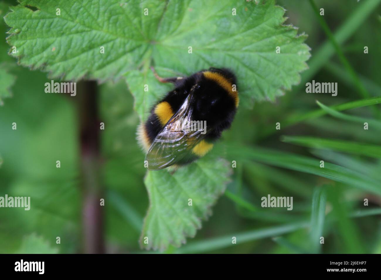 Un gros plan d'une abeille qui a atterri sur une feuille dans un pré à Liverpool, au Royaume-Uni. Banque D'Images