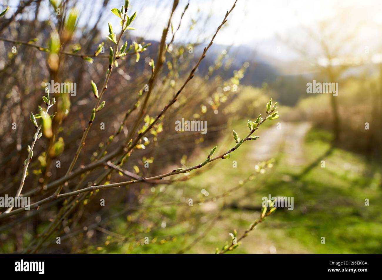 De jeunes saules sur une route rurale par une journée ensoleillée au printemps Banque D'Images