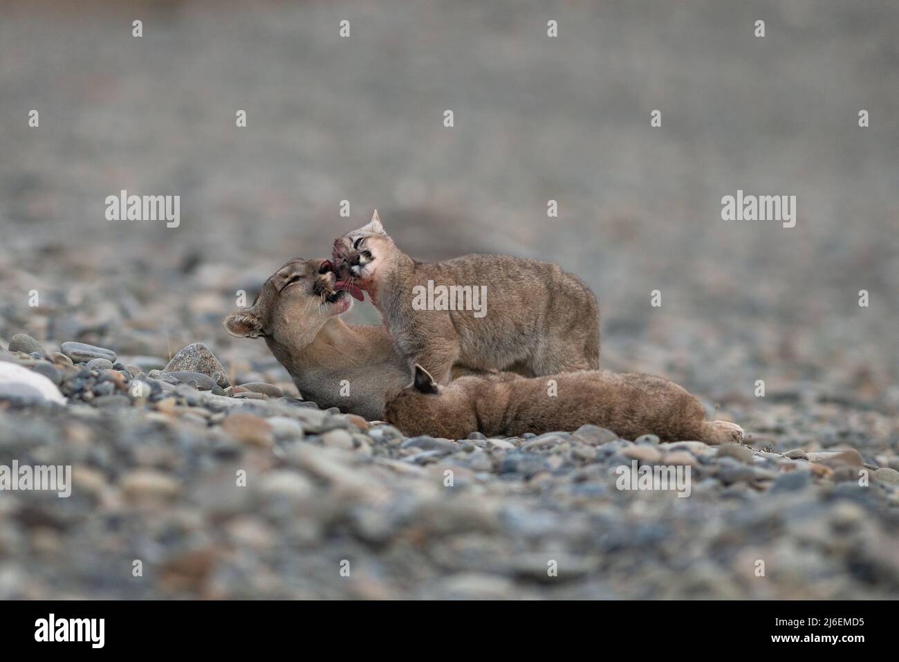 Un Puma (Puma concolor) léche du sang sur le visage de son cub Banque D'Images