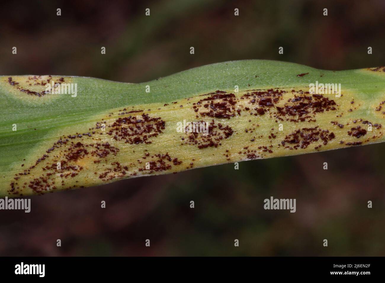 Bluebell Rust (Uromyces muscari) sur la feuille de Bluebell espagnole de jacinthoides hispanica Banque D'Images