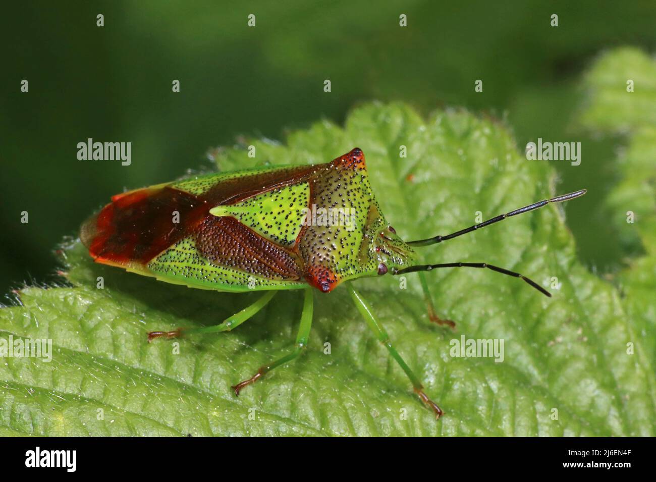Hawthorn Shieldbug Acanthosoma hémorroidale adulte Banque D'Images