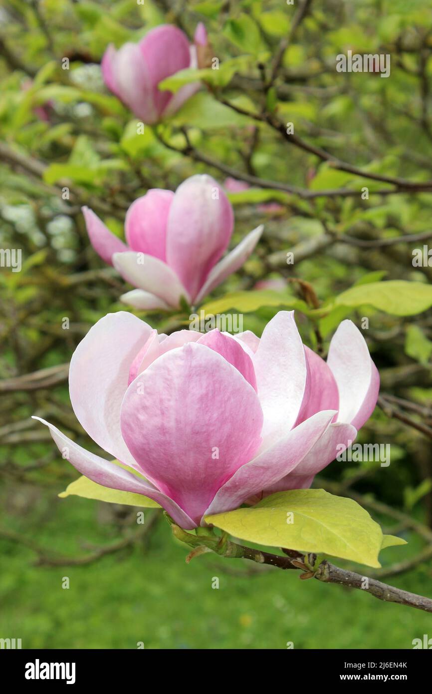Magnolia x soulangeana 'Lennei' communément connu sous le nom de soucoupe Magnolia Banque D'Images