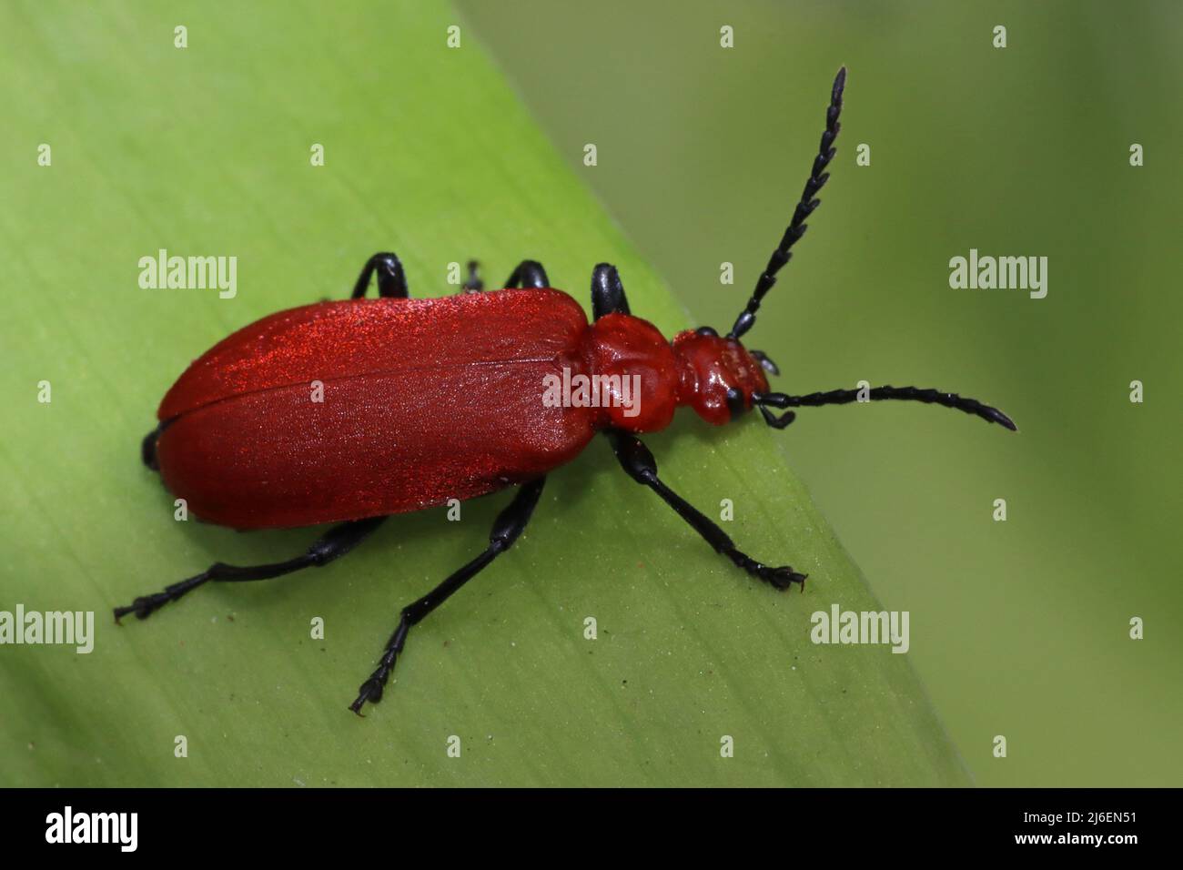 Cardinal Beetle Pyrochroma serraticornis à tête rouge Banque D'Images