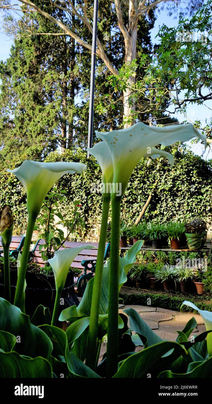 Belles fleurs blanches de Zantedeschia aethiopica également connu sous le nom de nénuphars. Situé dans les jardins botaniques d'Ooty Banque D'Images
