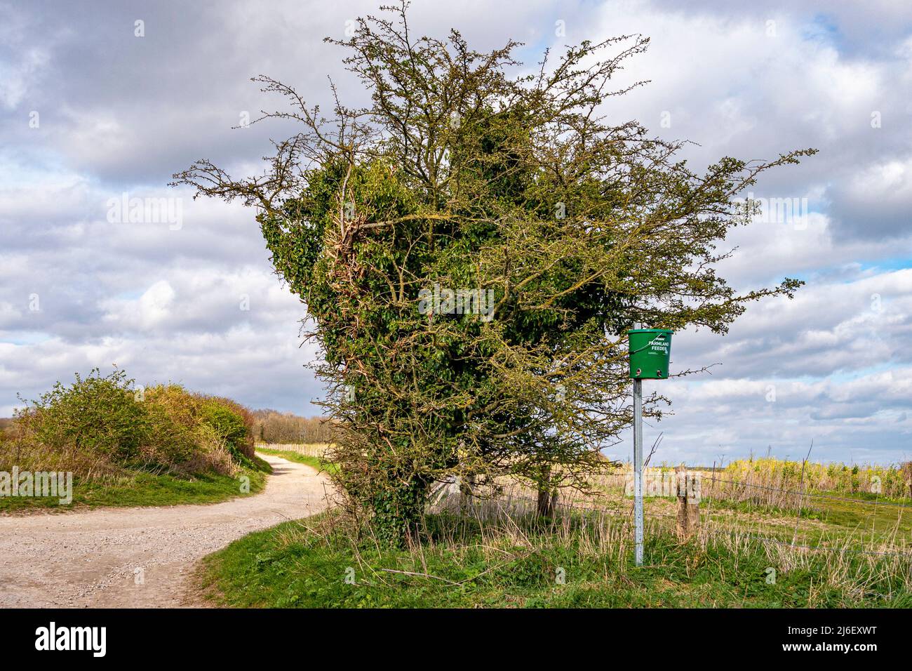 Photographié dans le parc national de South Downs, un mangeoire à oiseaux est en place pour nourrir les plus petits oiseaux des terres agricoles - West Sussex, sud de l'Angleterre, Royaume-Uni. Banque D'Images