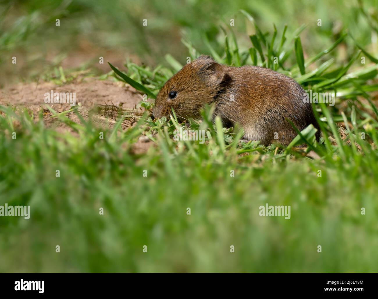 La souris de champ (Apodemus sylvaticus) se nourrissant de graines d'oiseaux tombées dans un jardin de Warwickshire Banque D'Images