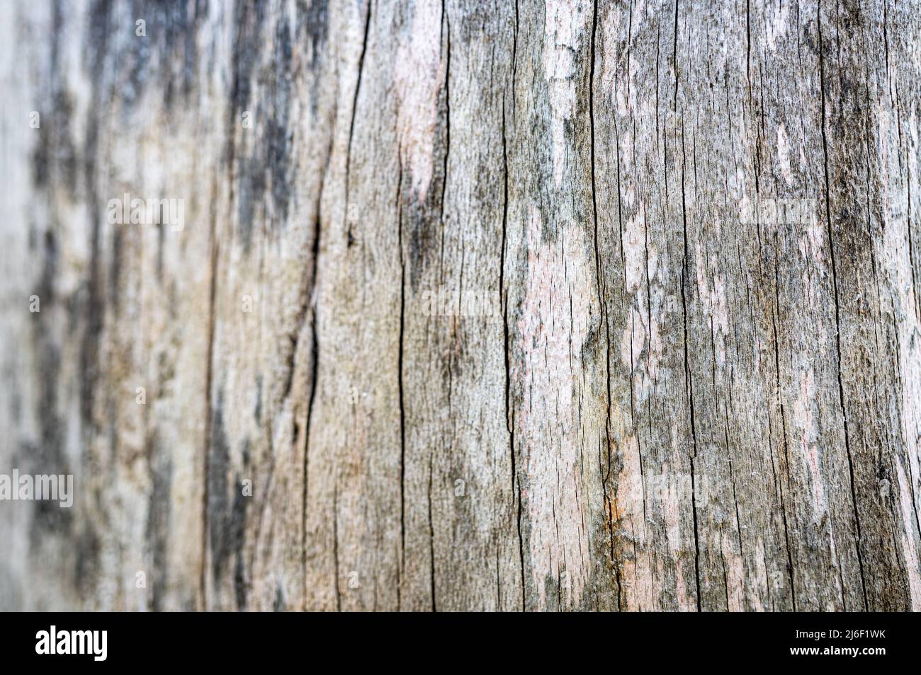 Arrière-plan naturel en bois ancien. Hêtre européen (commun), fagus sylvatica. Banque D'Images