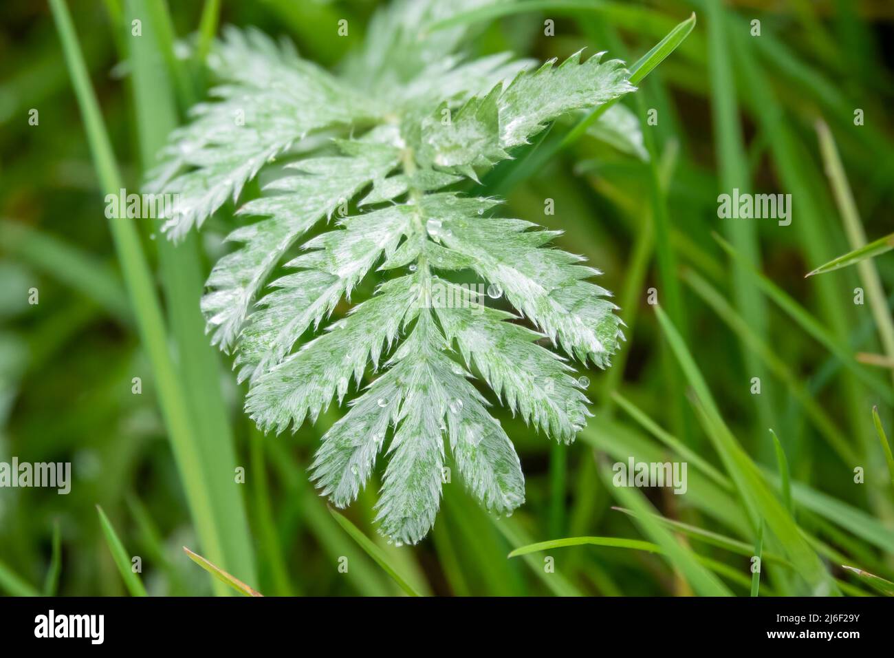 L'ombroisie sauvage (Potentilla anserina) recouverte de gouttelettes d'eau de pluie Banque D'Images