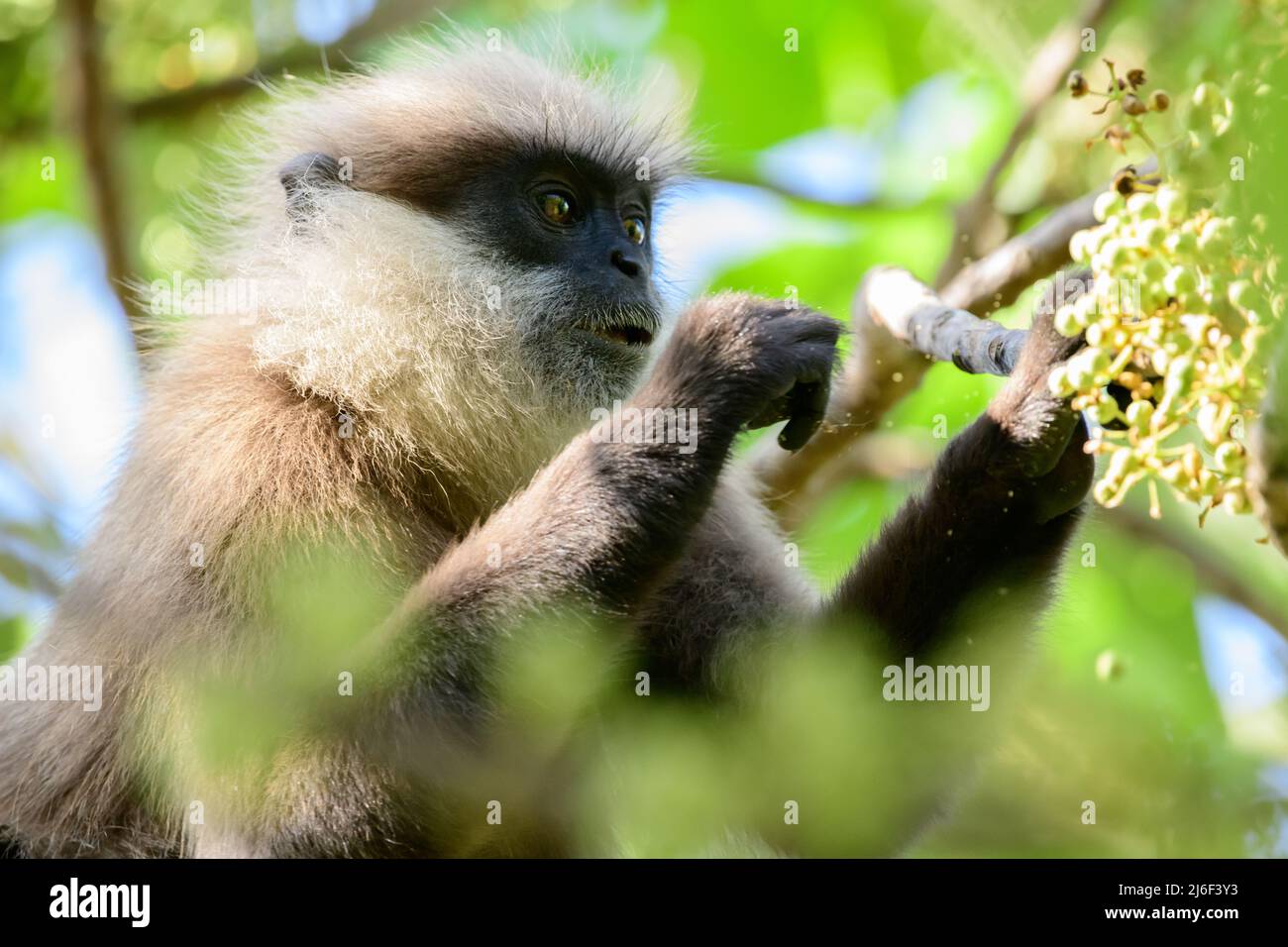 Un singe langur à la face violette mange des fruits sauvages en gros plan. Espèce menacée endémique au Sri Lanka, Banque D'Images