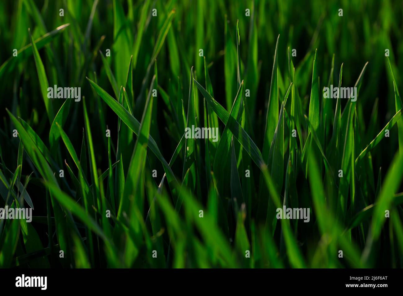 La plante de grain verte au printemps Banque D'Images